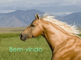 »♥« Paixão Por Cavalos »♥«